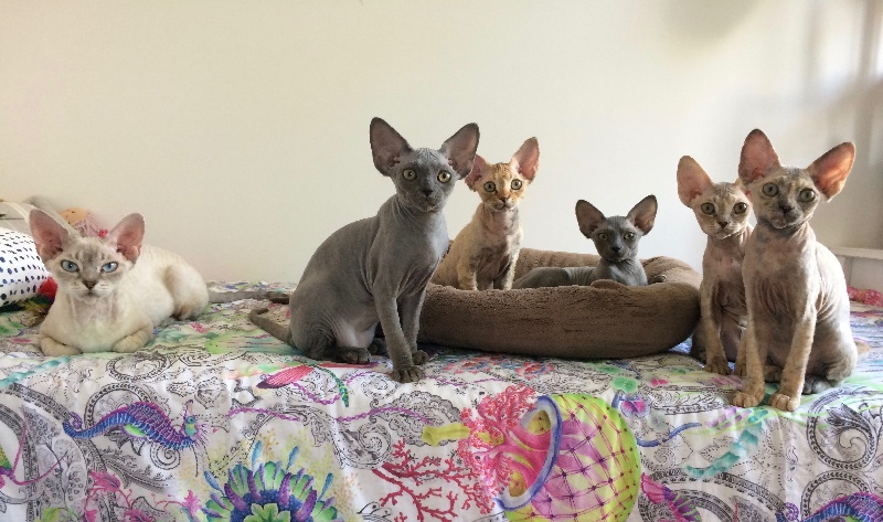 chaton Devon Rex Celeste