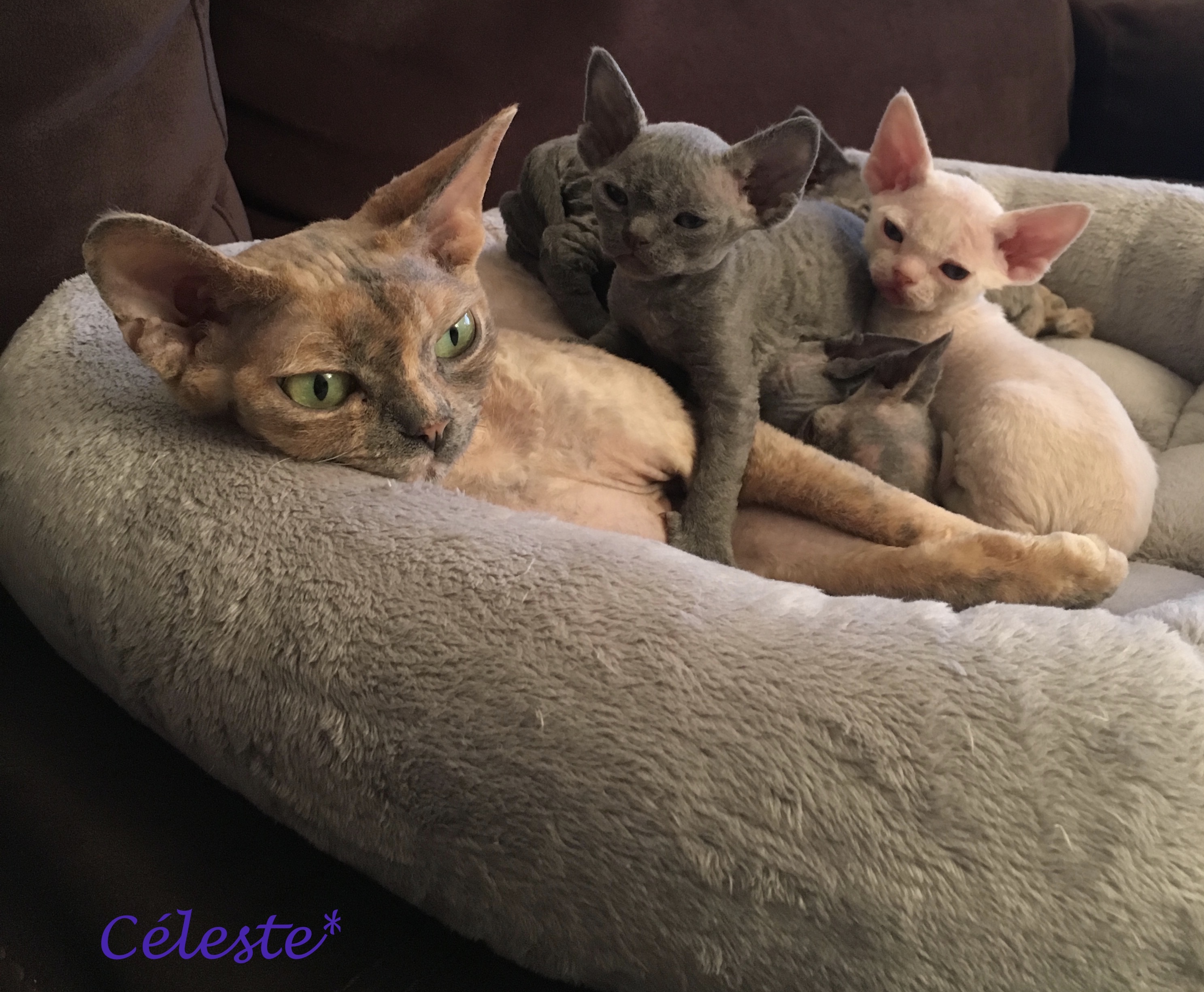 chaton Devon Rex Celeste