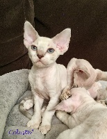 Celeste - Devon Rex - Portée née le 20/09/2018