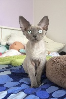 Celeste - Devon Rex - Portée née le 11/02/2016