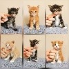 De Tilmin'far - 6 magnifiques chatons sont nés les 1er avril 2021!
