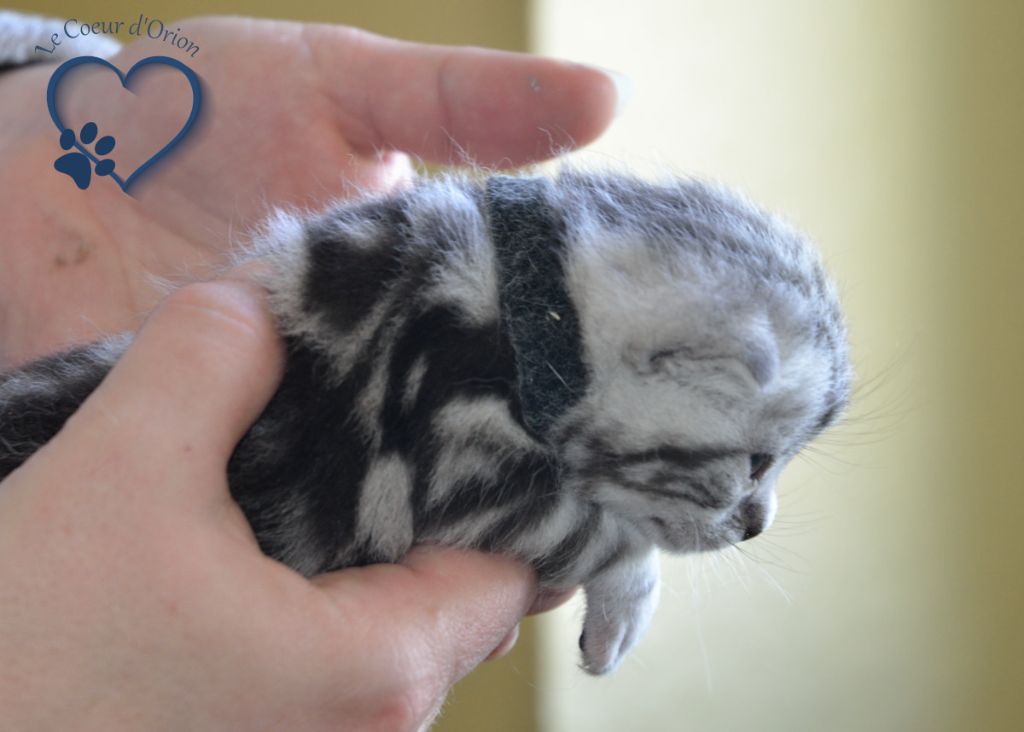 Du Coeur D'orion - Des chatons british sont nés en mai 2019