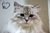 Du Coeur D'orion - Des chatons sibériens en préparation !