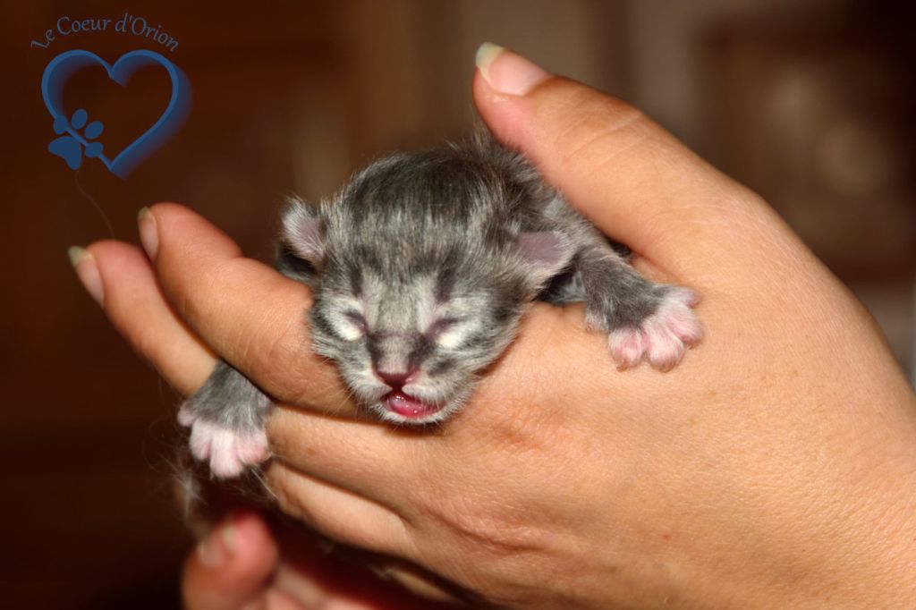 Du Coeur D'orion - Des chatons sibériens prévus en août 2018