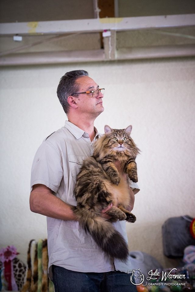 De La Griffe Siberian - Nourk plus beau chat de l'exposition de Virazeil 1 et 2 juin 2019