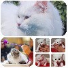 De La Griffe Siberian - 4 chatons sibériens blancs nés le 15/05/2023