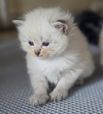 De La Griffe Siberian - Chaton disponible  - Sibérien