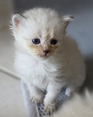 De La Griffe Siberian - Chaton disponible  - Sibérien