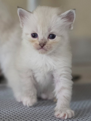De La Griffe Siberian - Chaton disponible  - Sibérien