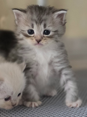 De La Griffe Siberian - Chaton disponible  - Sibérien