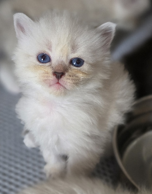 De La Griffe Siberian - Chaton disponible  - Sibérien