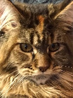 Rodoudou PP6666 rose - Maine Coon