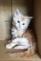 D'Ypazecoon - Chaton disponible  - Maine Coon