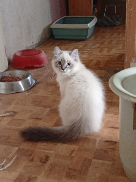 BESS