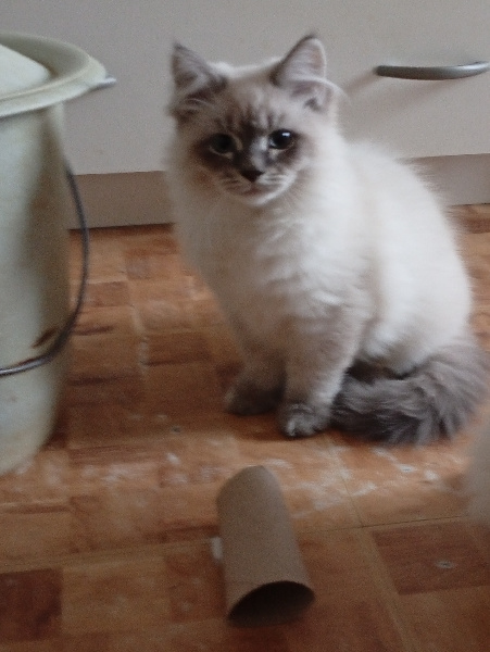 Bilbo