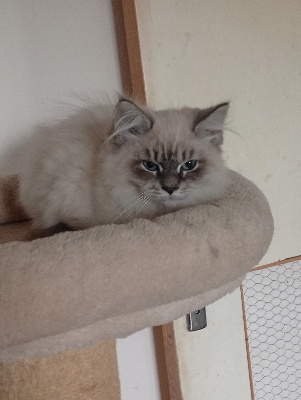 Matata Des Dunes - Chaton disponible  - Sibérien
