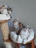 Veloursdesglace - 3 chatons disponibles, deux femelles et un mâle, primés en exposition 