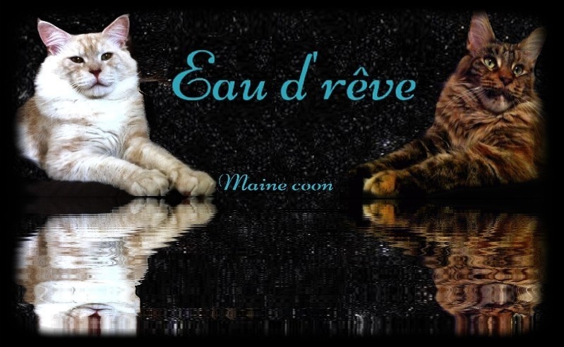 chaton Maine Coon De L'Eau D'Rêve