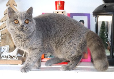 Bloom de Life Cats