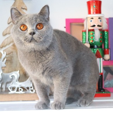 Agathe de Life Cats