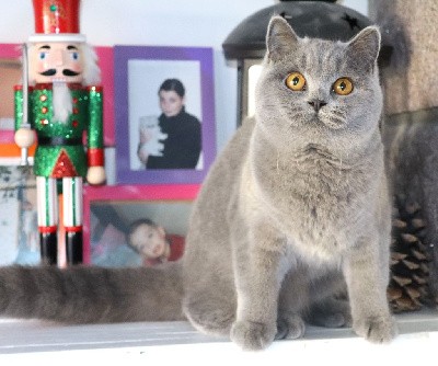 Bella de Life Cats