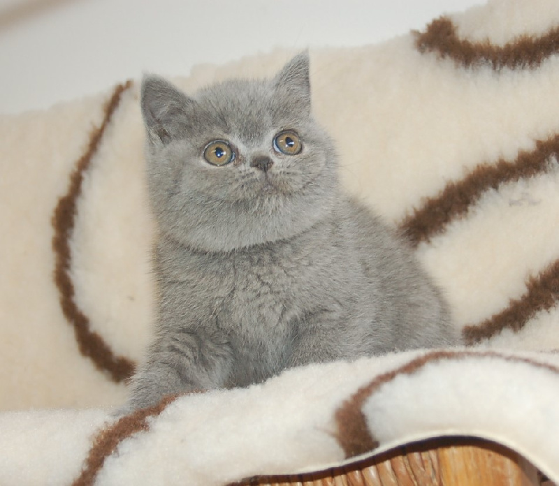 de Life Cats - British Shorthair et Longhair - Portée née le 05/02/2024