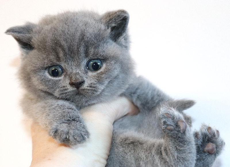 chaton British Shorthair et Longhair de Life Cats