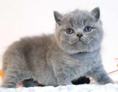 BATMAN - British Shorthair et Longhair