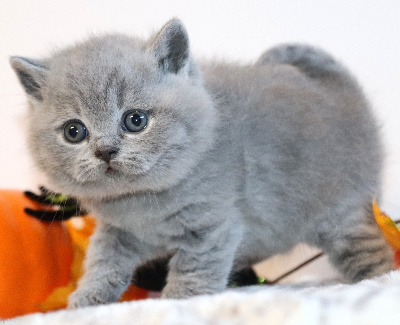 BALTO - British Shorthair et Longhair