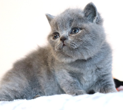 BATMAN - British Shorthair et Longhair