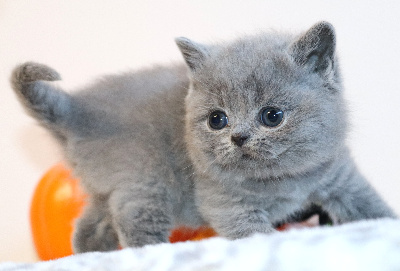 BELLY - British Shorthair et Longhair
