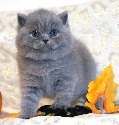 BABY BOSS - British Shorthair et Longhair