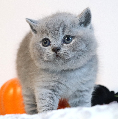 BALTO - British Shorthair et Longhair