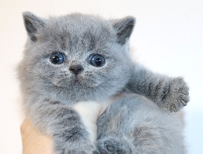 de Life Cats - Chaton disponible  - British Shorthair et Longhair