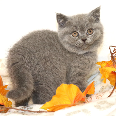 de Life Cats - Chaton disponible  - British Shorthair et Longhair