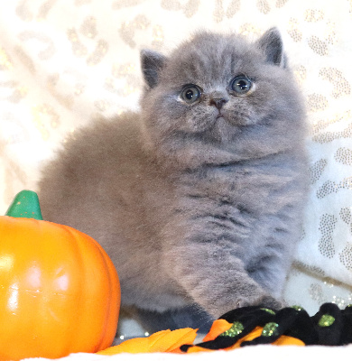 BABY BOSS - British Shorthair et Longhair