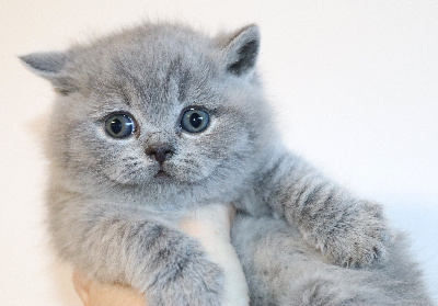de Life Cats - Chaton disponible  - British Shorthair et Longhair