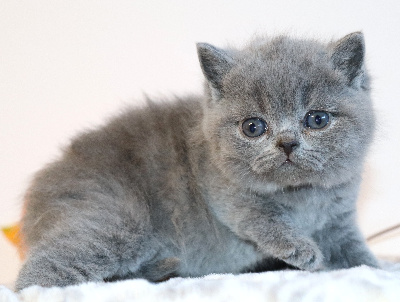 BATMAN - British Shorthair et Longhair