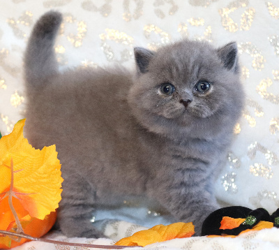 BABY BOSS - British Shorthair et Longhair
