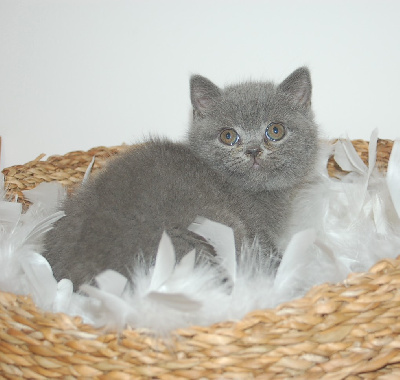 de Life Cats - Chaton disponible  - British Shorthair et Longhair