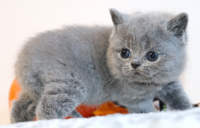 BELLY - British Shorthair et Longhair