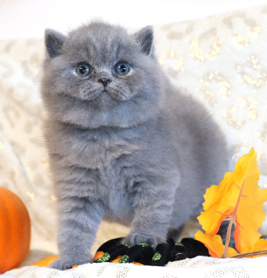 BABY BOSS - British Shorthair et Longhair