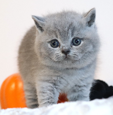 BALTO - British Shorthair et Longhair