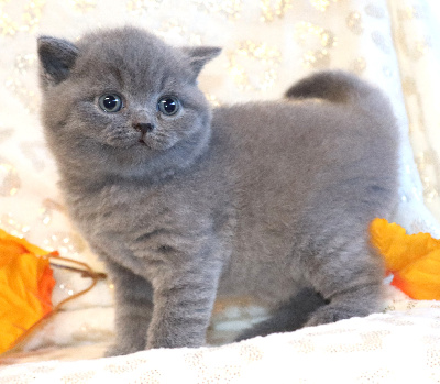 BROWNIE - British Shorthair et Longhair