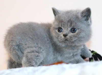 BELLY - British Shorthair et Longhair