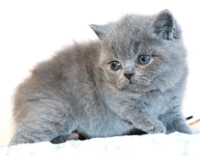 BATMAN - British Shorthair et Longhair