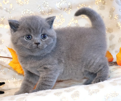BROWNIE - British Shorthair et Longhair