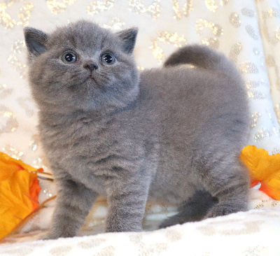 BROWNIE - British Shorthair et Longhair