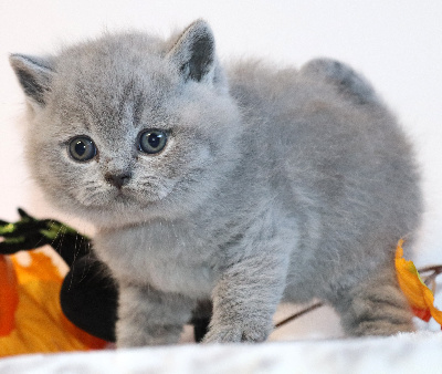 BALTO - British Shorthair et Longhair