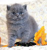 British Shorthair et Longhair